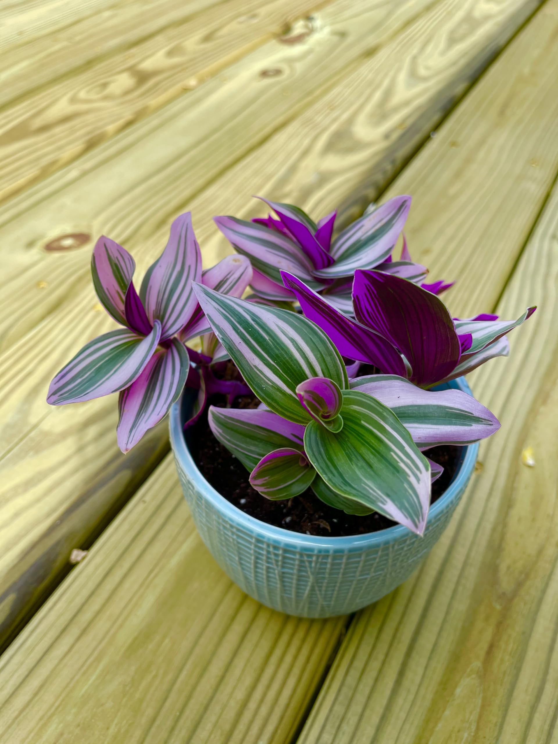 Amazon.com : PLANTVERS Tradescantia Nanouk Lilac Plant in a
