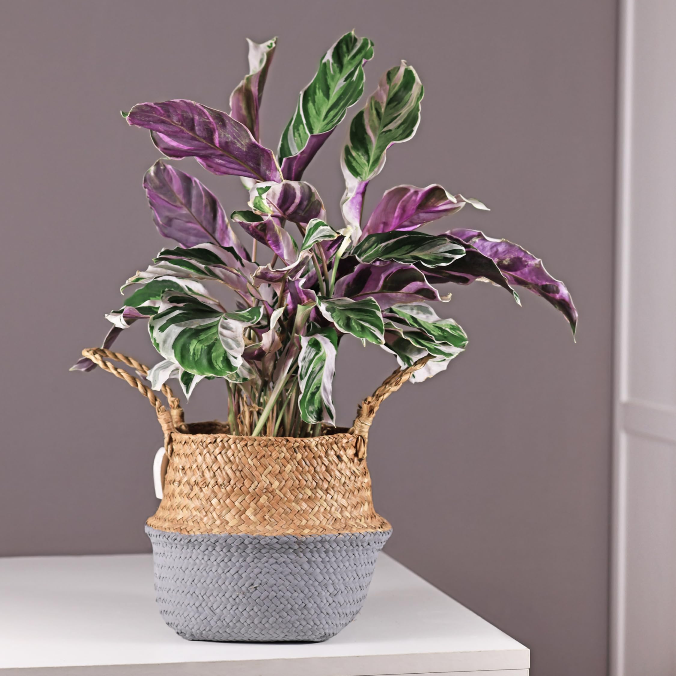 Plant in a Box - Calathea 'Fusion White' - Set de 2 - Maceta 14cm - Altura 30-40cm - Planta de interior purificadora del aire - hermosas hojas