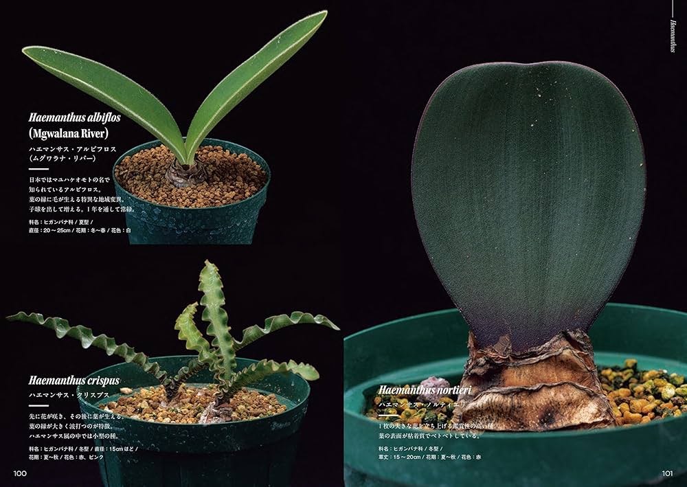 ケープバルブ図鑑 南アフリカ原産の球根植物 厳選230個体以上を