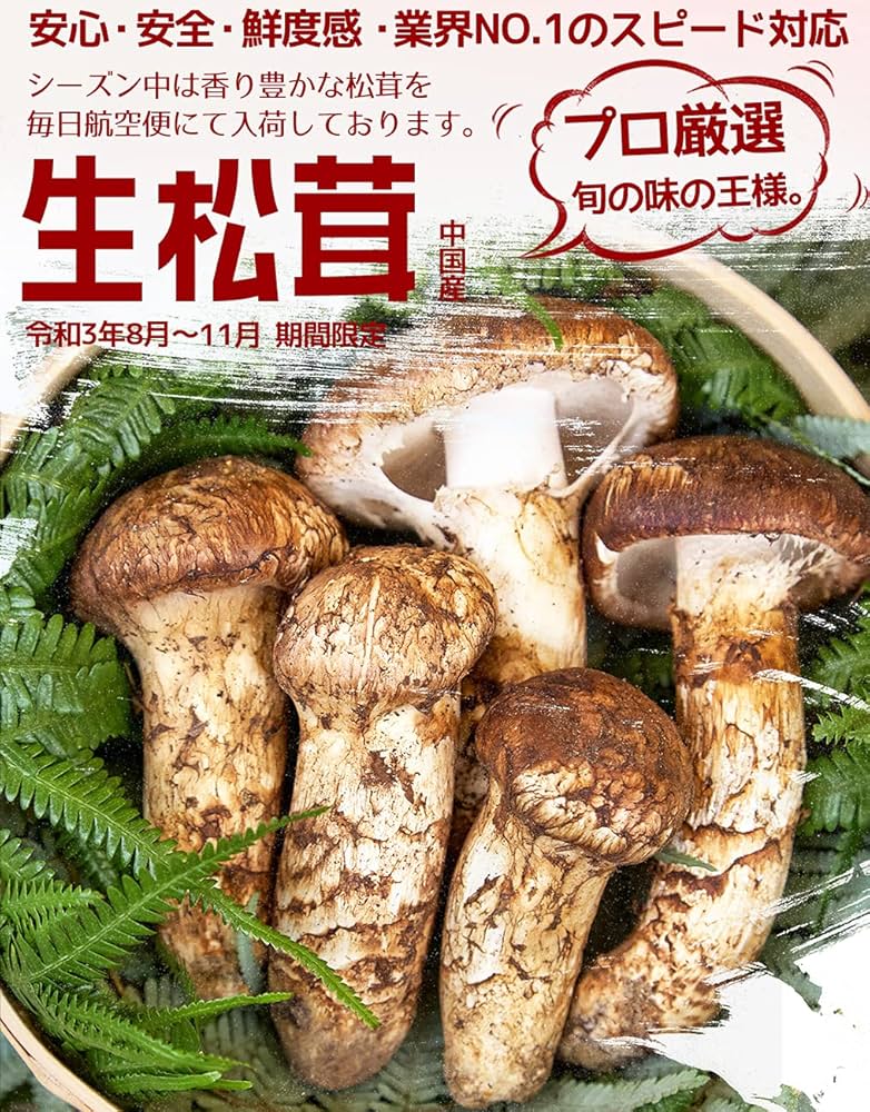 大特価！送料無料！中国産松茸約1kg PC＜開き方・大きさおまかせ＞ 特価！送料無料！中国産松茸約1kg PC＜開き方・大きさおまかせ
