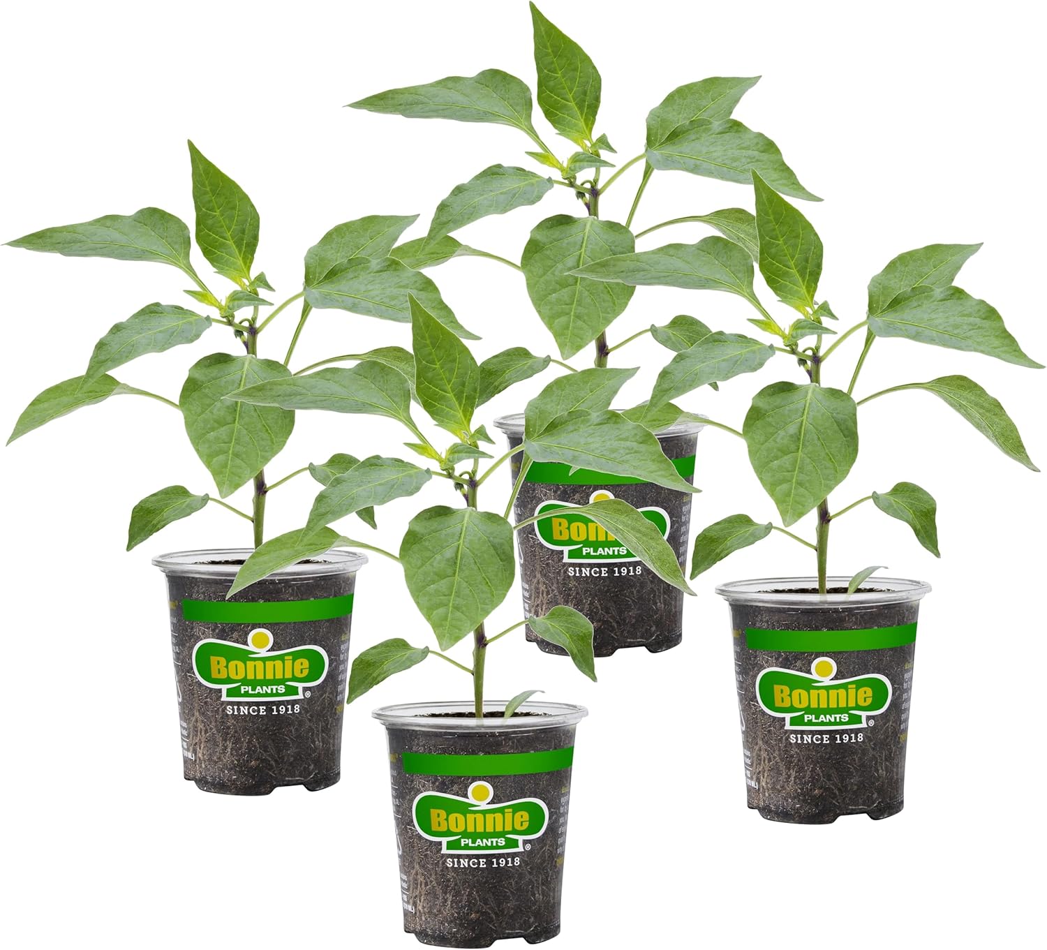 Bonnie Plants Orange Bell Pepper, Live Plant, 19.3 oz., 4-Pack