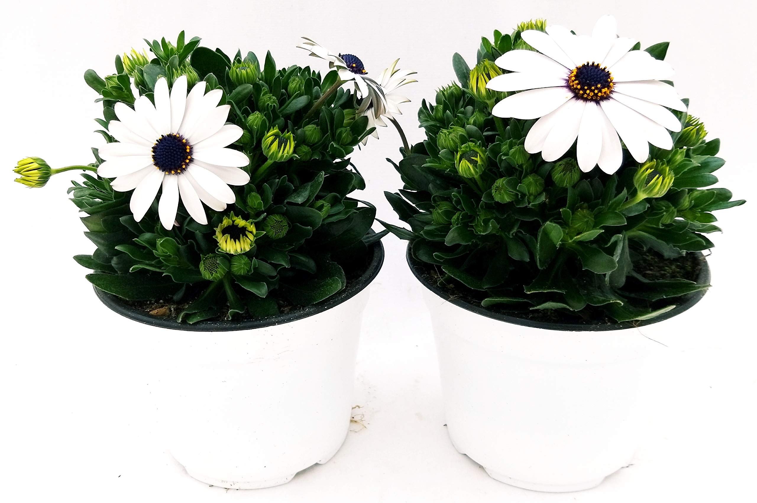 6 Piante Di Dimorfoteca (Osteospermum) - Fiori Colorati, Vaso 14cm, Da Azienda Agricola Carmazzi - Foto 11