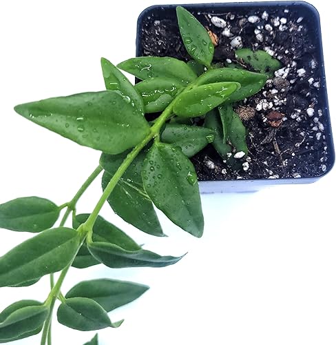 Miniatura 6 de Planta Hoya Bella Planta de interior viva o Hoya Lanceolata Bella Planta de interior 2.5 "Maceta 2 tallos  Envíos desde California