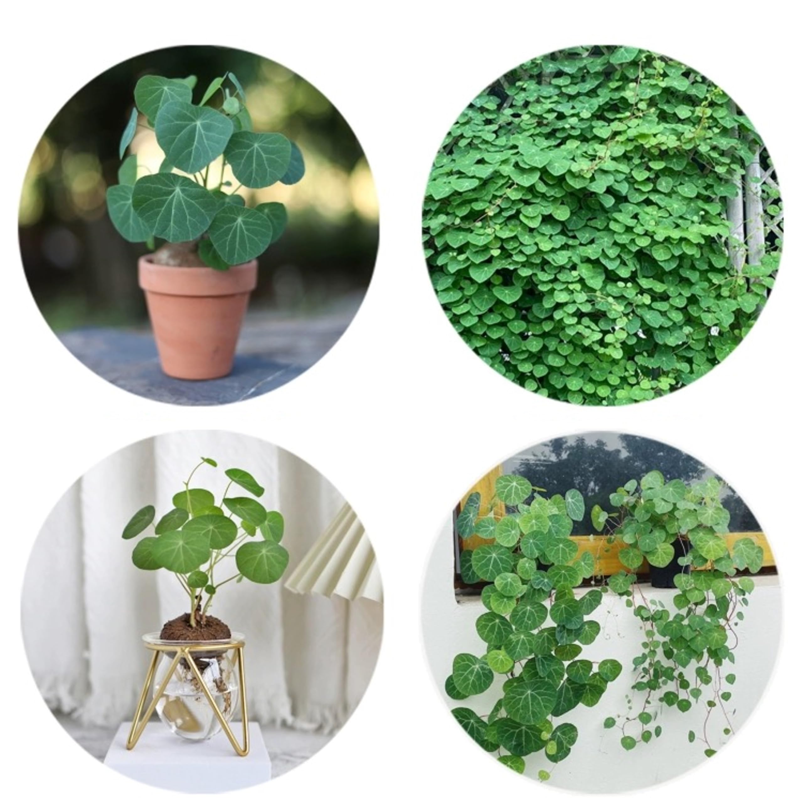 Stephania Plant Bulb - Fast Growing Garden Planting, Pots Grow, Decorative Houseplant (1 Bulb)