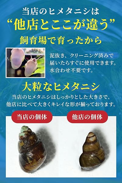 ヒメタニシ 生体 【日の丸めだか】 大粒 (10匹) メダカ 水質浄化 有機物分解 藻 コケ取り 水槽 残り餌の掃除 - 4