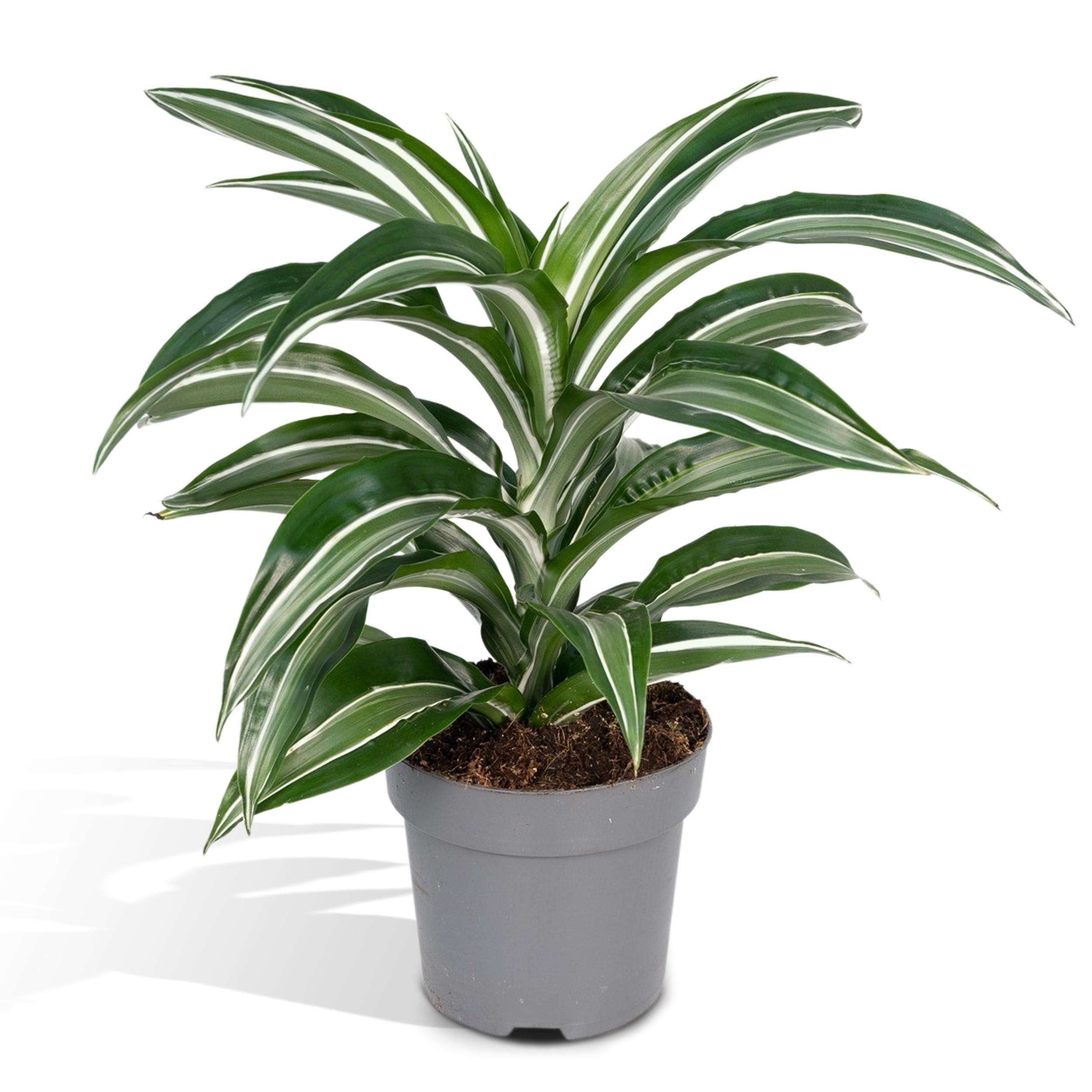 Dracaena Fragrans 40cm hoch - Echte Drachenbaum - Verschiedene  ZimmerPflanzen Erhltlich : Amazon.de: Garten