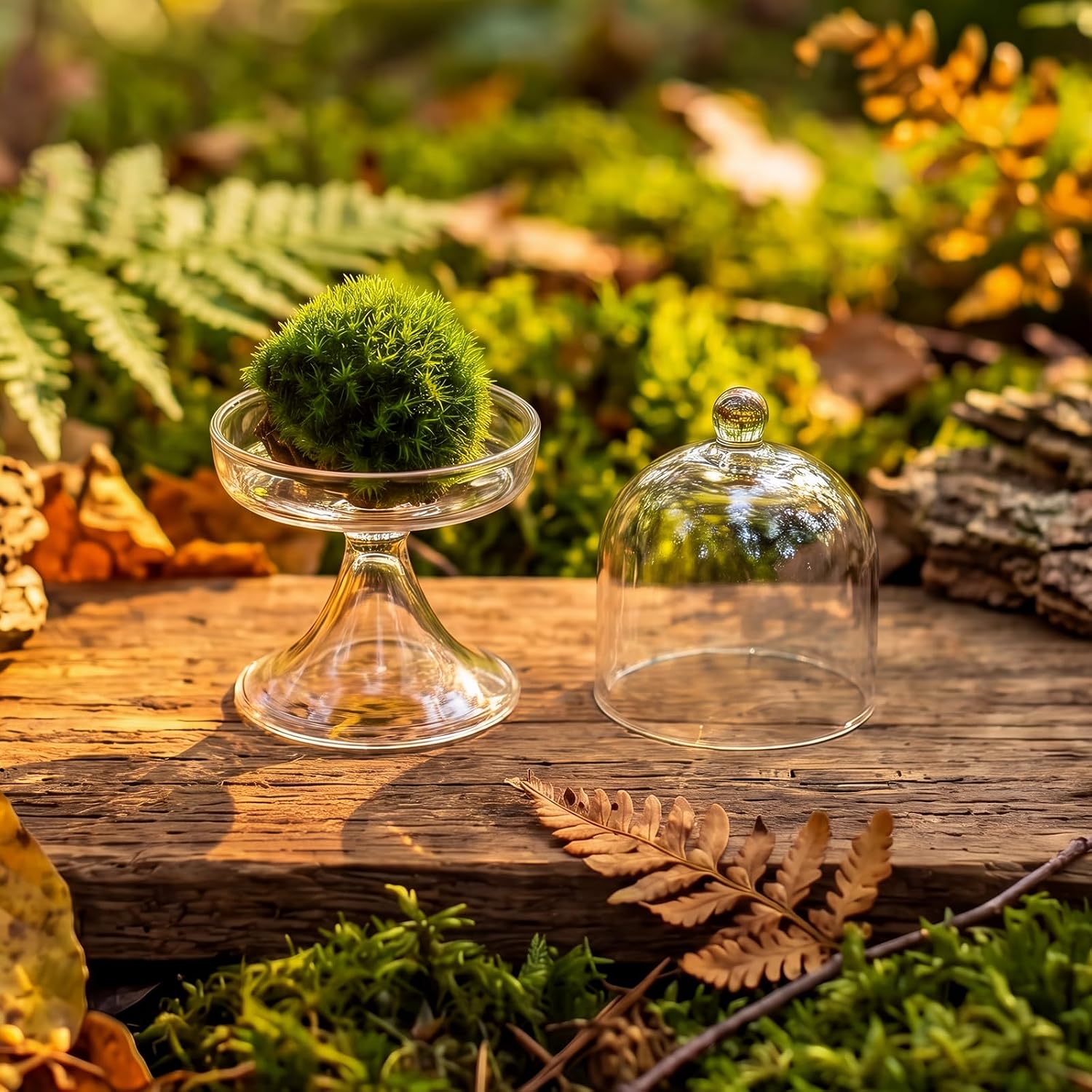 6 Pack Mini Glass Cloche with Base Bell Jar Dome & Acrylic Cube Planter 2.7 x 2.7 x 5'' Clear Glass Terrarium for Succulents Moss Cakes Miniature Dioramas Specimens Jewelry Rings Display