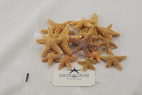 Decoración de estrellas de mar 15 estrellas de mar de azúcar de formas únicas de 2 a 5 pulgadas Estrellas de mar imperfectas para manualidades y