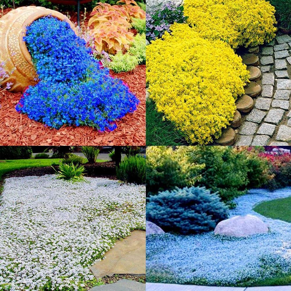 Plantas De Cobertura Do Solo Com Flores Roxas 6 Plantas Rasteiras Para