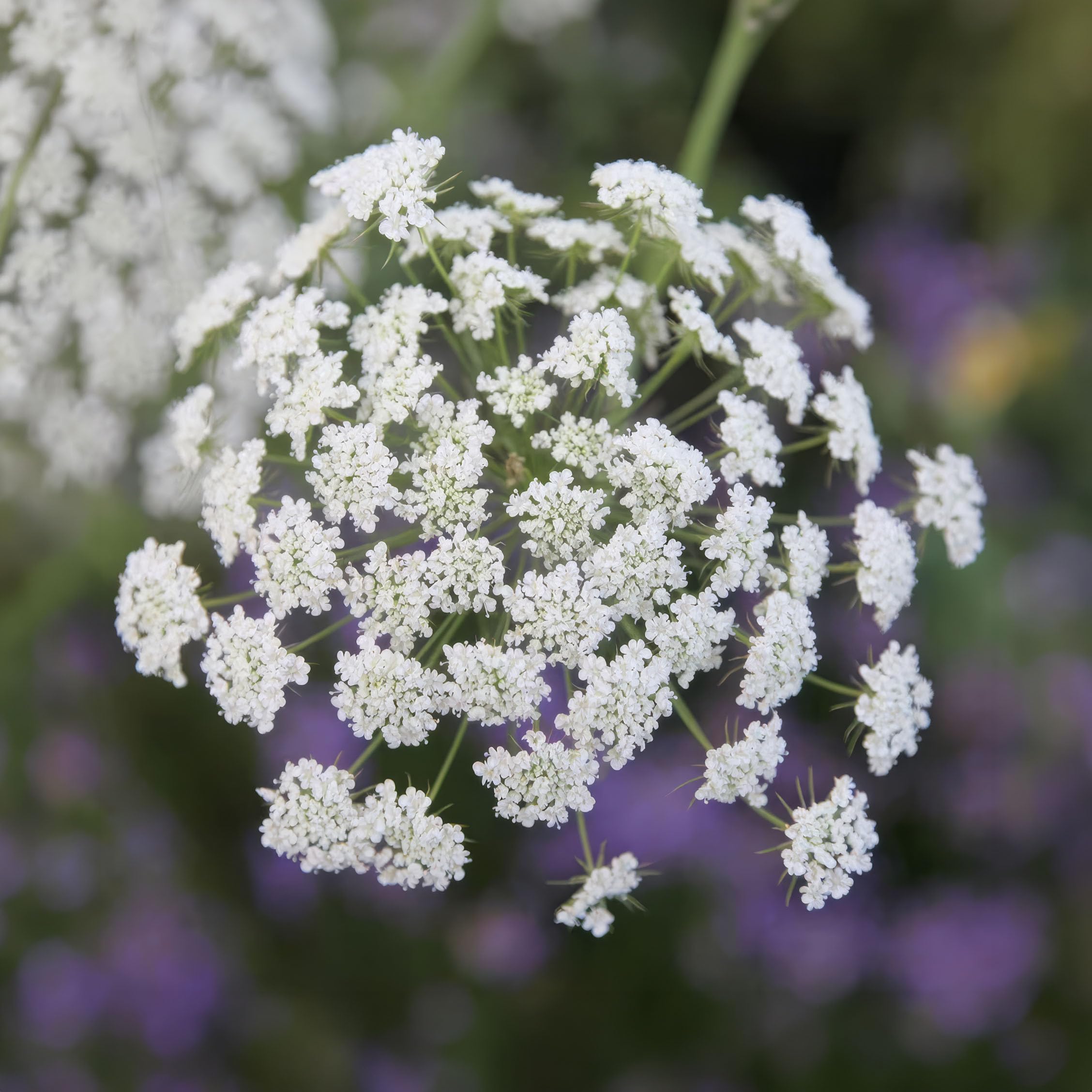 Plant Theory 9cm Pot Garlic Chives Herb Plant Allium Tuberosum