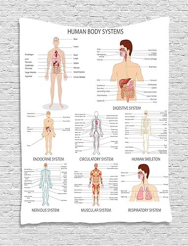 Ambesonne Tapiz de anatomía humana, gráfico de órganos, estructuras corporales, esquemas de dibujos animados temáticos de biología, colgante de