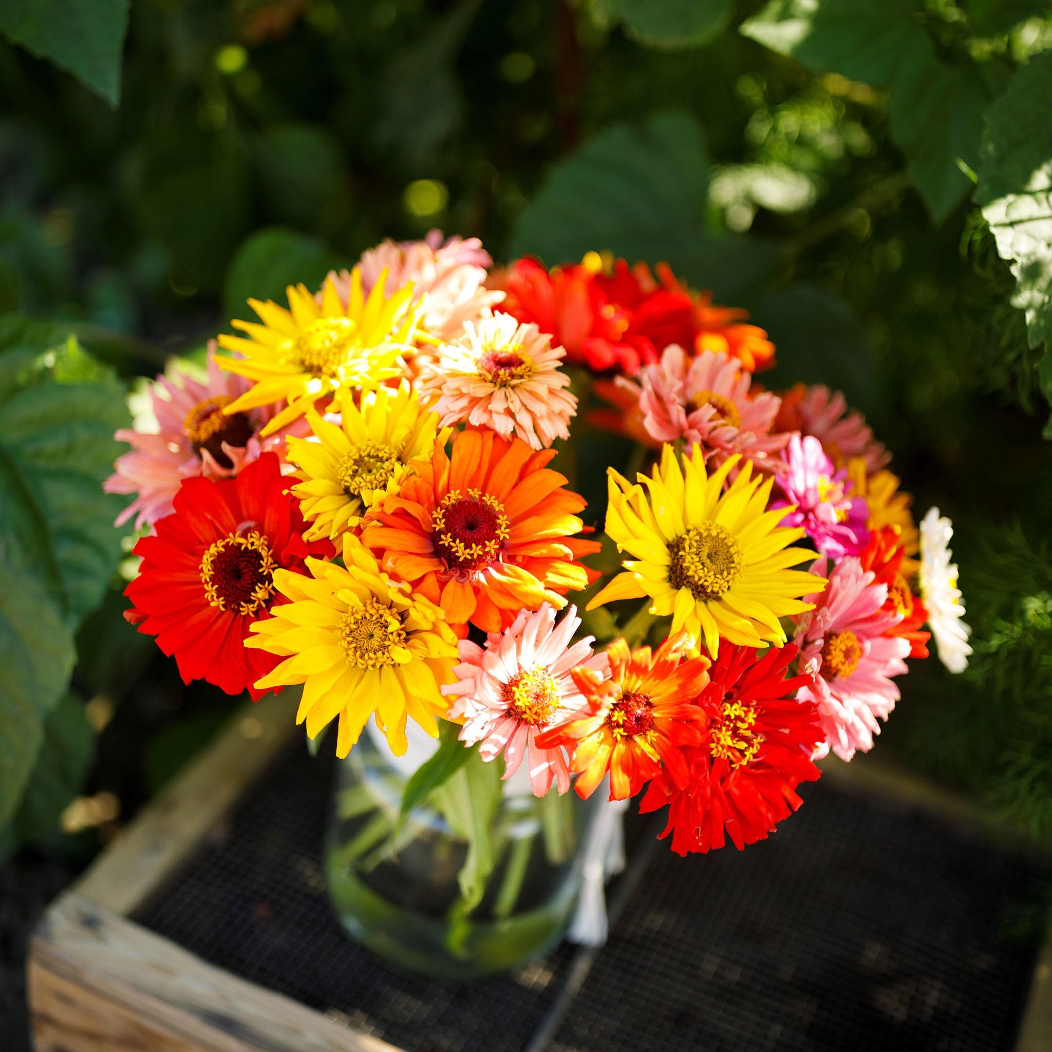 Amazon.com : Eden Brothers Zinnia Seeds - Super Cactus Giant Mix