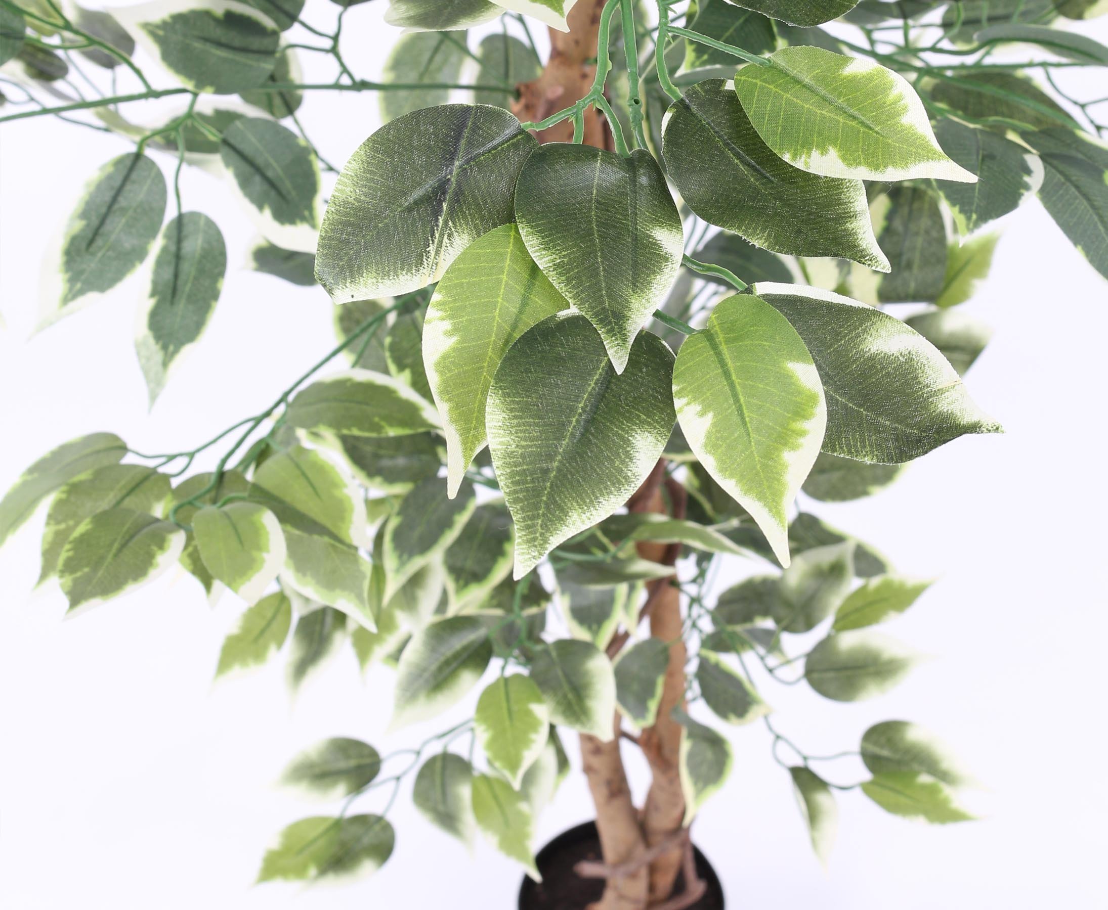 monstera wie groß Monstera deliciosa - Monstera deliciosa