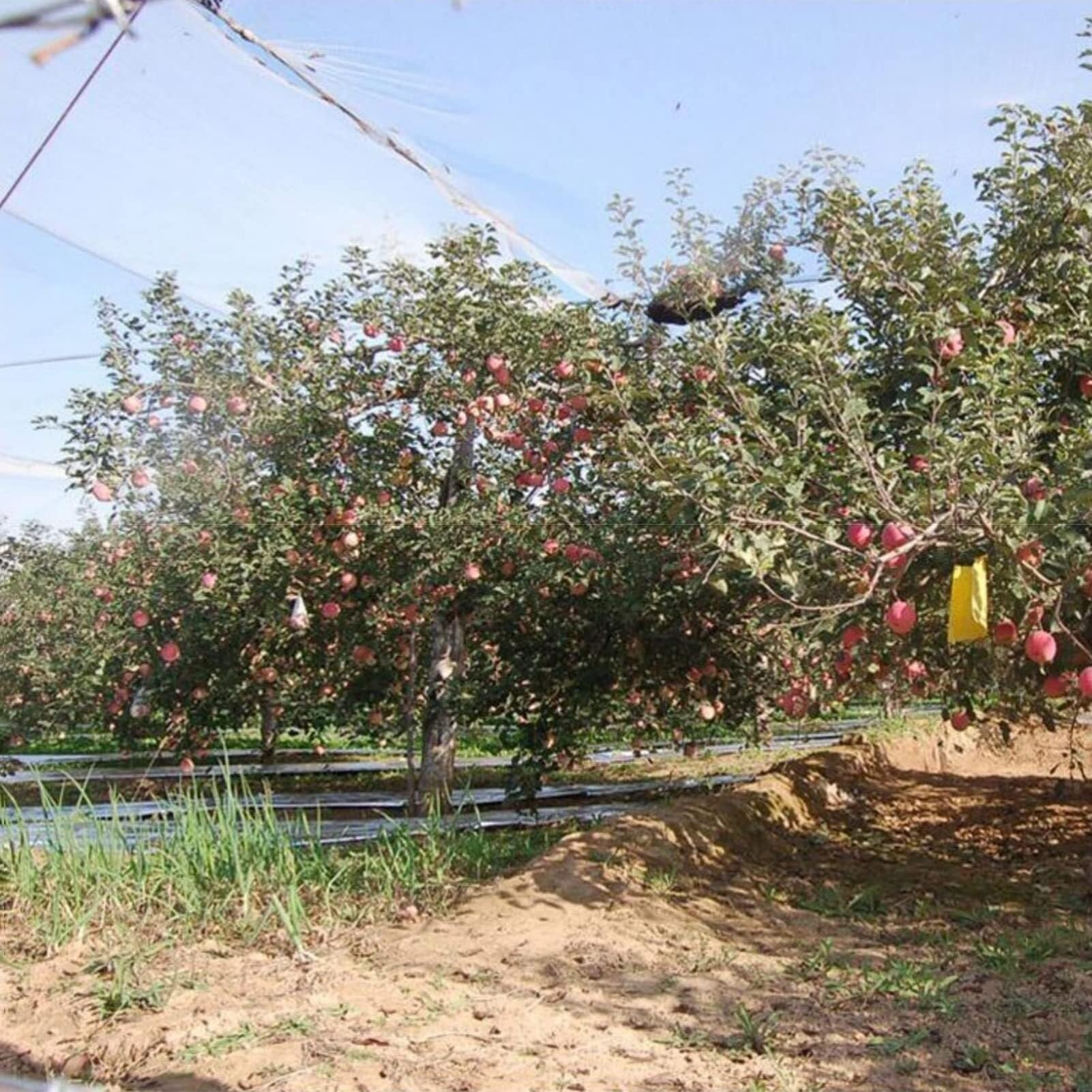 Rete antigrandine da giardino, bianca, per protezione di frutta e verdura, copertura riutilizzabile per laghetti, 6 x 10 m e 12 x 5 m