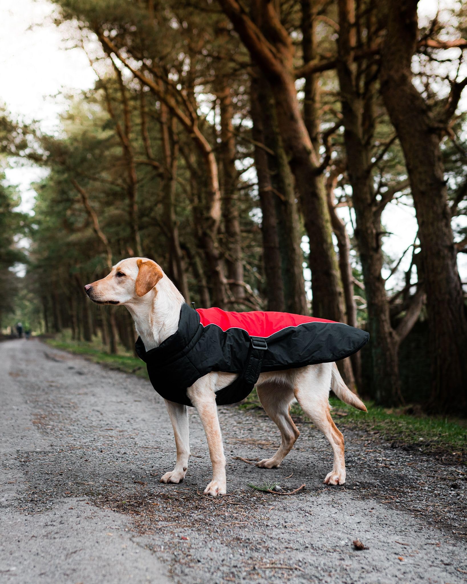 Danish Design Red Sports Machine Washable Adjustable Fastening Light Reflective Luxe Dog/Puppy Coat 16 Inch 40 cm - Image 2