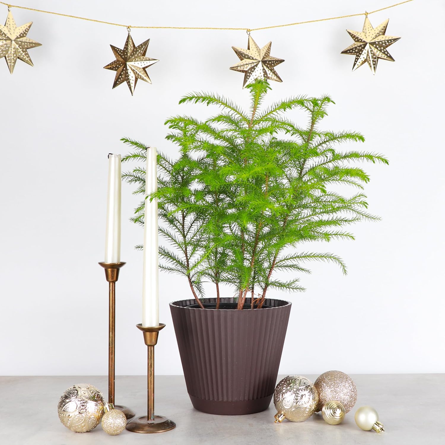 Thorsen's Greenhouse Live Norfolk Island Pine Plant, Christmas Greenery Gift or Decor, Air Purifying Premium Indoor Houseplant, Mature 4" Diameter Pot (Chocolate, 6-inch Pot)