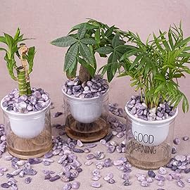 Polished Lepidolite Crystals Stone Set - 72 Pcs, 0.5 Handpicked Natural Tumbled Gemstones Rocks Agate Jasper, Pebbles for Reiki, Chakra, Healing Home Decor