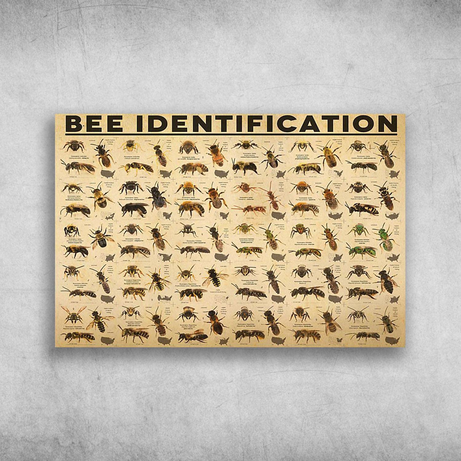 Matlpats Bee Identification Identifying Bees Types Of Bees Metal Tin Sign Wall Decor Bar Pub Cafe Home Decor Retro Poster Vintage Sign 8X12 Inches