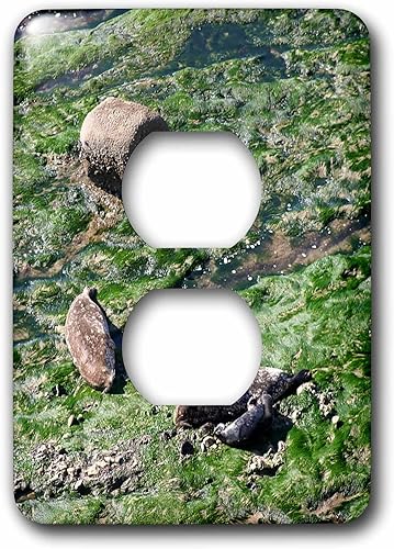 3dRose lsp_211622_6 Carpinteria Harbor Seal Rookery 2 Plug Outlet Cover