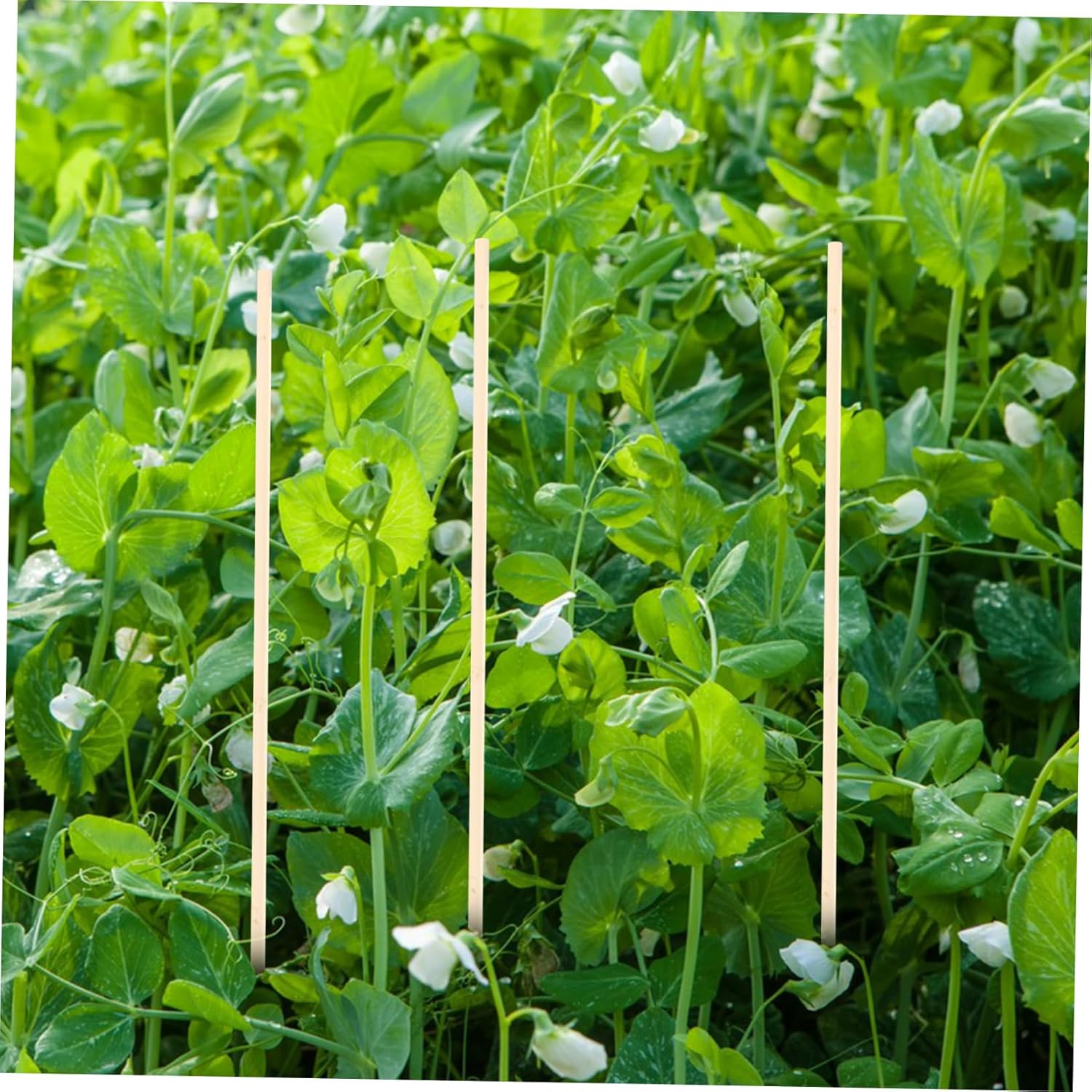 4sets 20pcs Garden Plant Support Sticks Durable Climbing Sticks for Vines Growth Aid for Flowering Plants Vegetables for Garden Supplies 20pcs*4