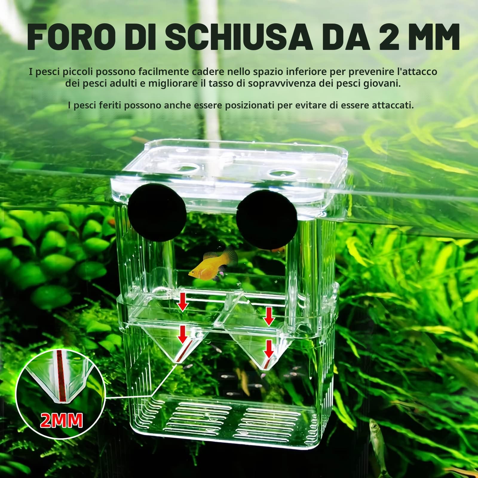 Acquario Serbatoio di Incubatore, Scatola di allevamento di dell'incubatore della scatola, con scomparto isolante accessori per piccoli pesci, gamberetti, pesci pagliaccio, guppy (M)