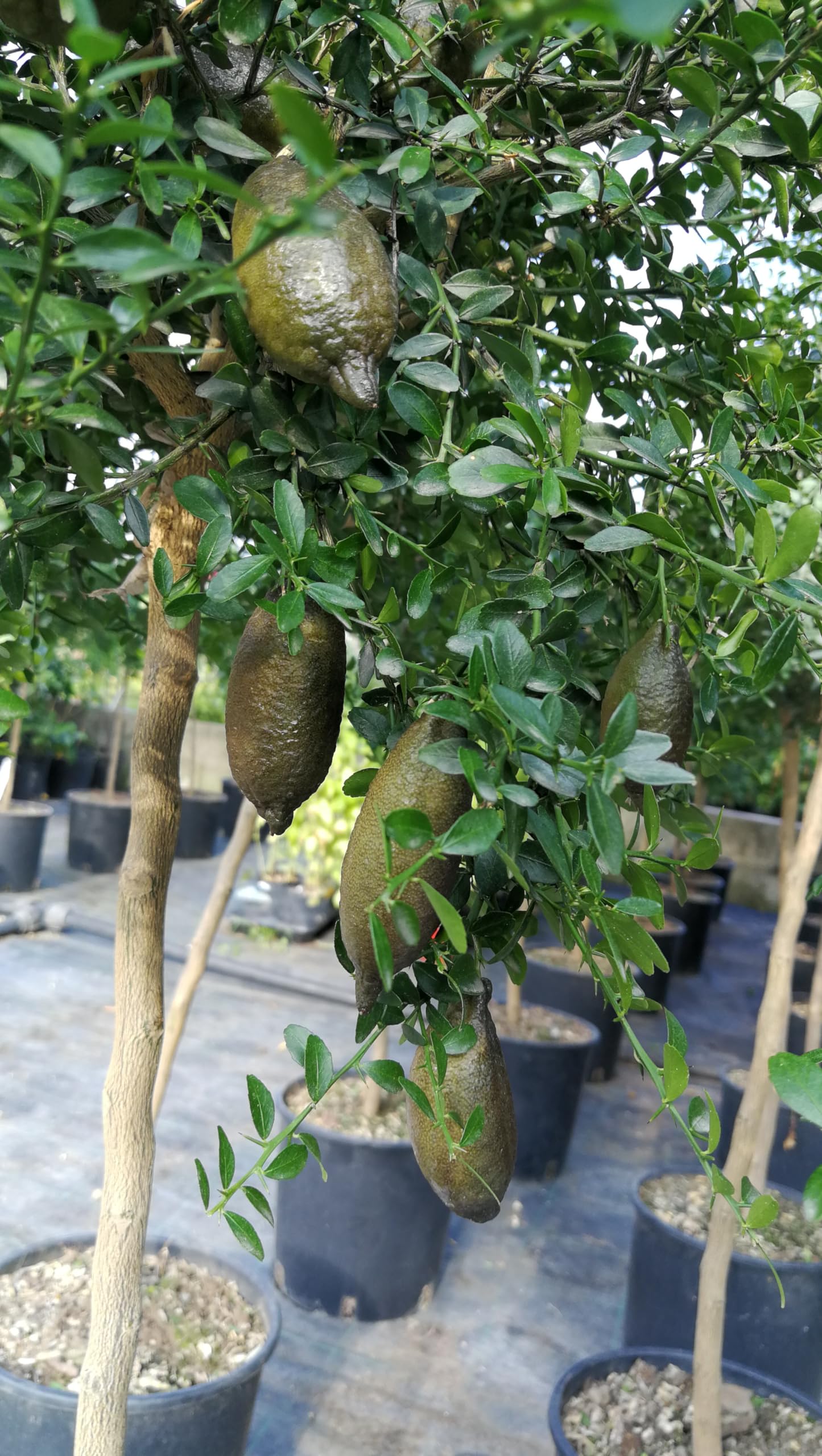 Pianta di Limone Caviale, Finger Lime, H120cm, fit.14/35. Color Mix, Agrumi (ROSSO)