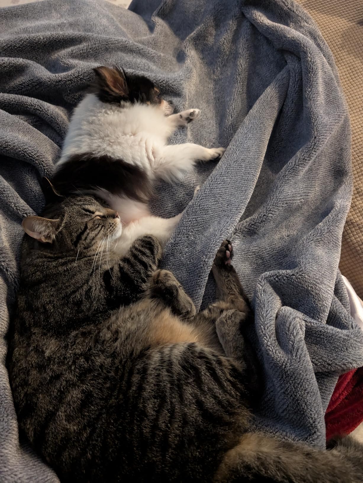 INABA Churu Cat Treats, Grain-Free, Lickable, Squeezable Creamy Purée Cat Treat/Topper with Vitamin E & Taurine, 0.5 Ounces Each Tube, 50 Tubes, Tuna & Chicken Variety photo review