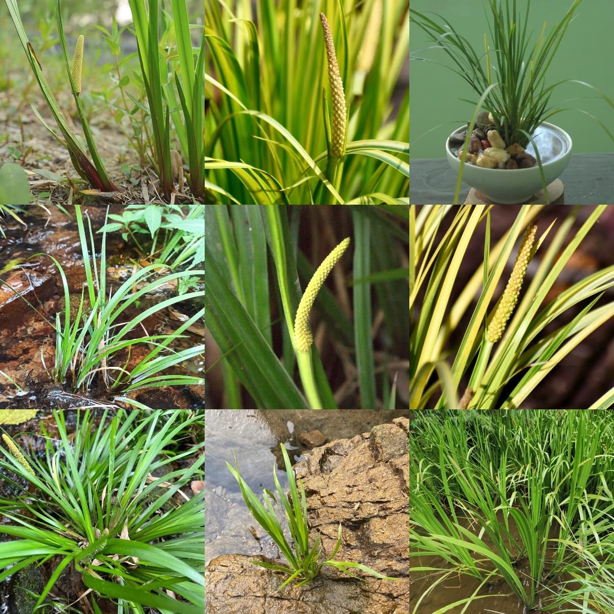 80 piezas semillas de plantas de cálamo, plantas de acuario reales, plantas de terrario (Acorus calamus) plantas de jardín, plantas en macetas para exteriores, plantas en macetas, semillas perenn