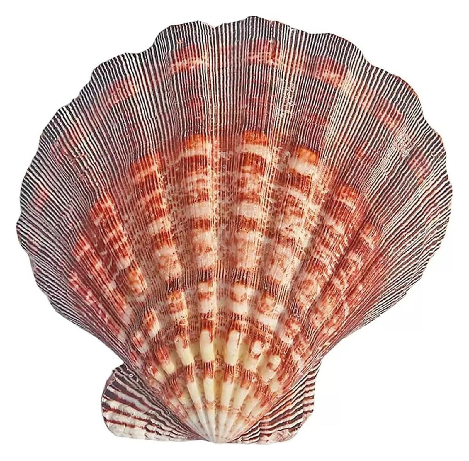 YKMYXZ shells， 1 Pcs Scallop Shell 13-15Cm for Crafting for DIY Fish Tank Vase Filler(13~14cm)