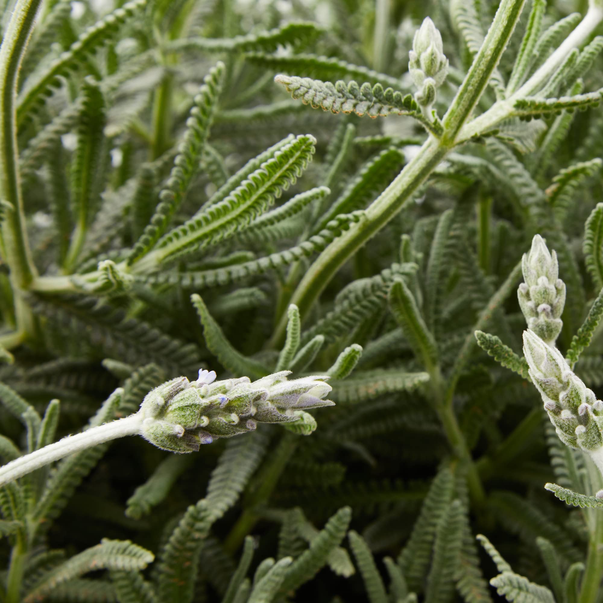 Verdecora Lavanda | Lavandula, espliego | Hierbas aromáticas | Planta natural de exterior (Maceta Ø20cm)