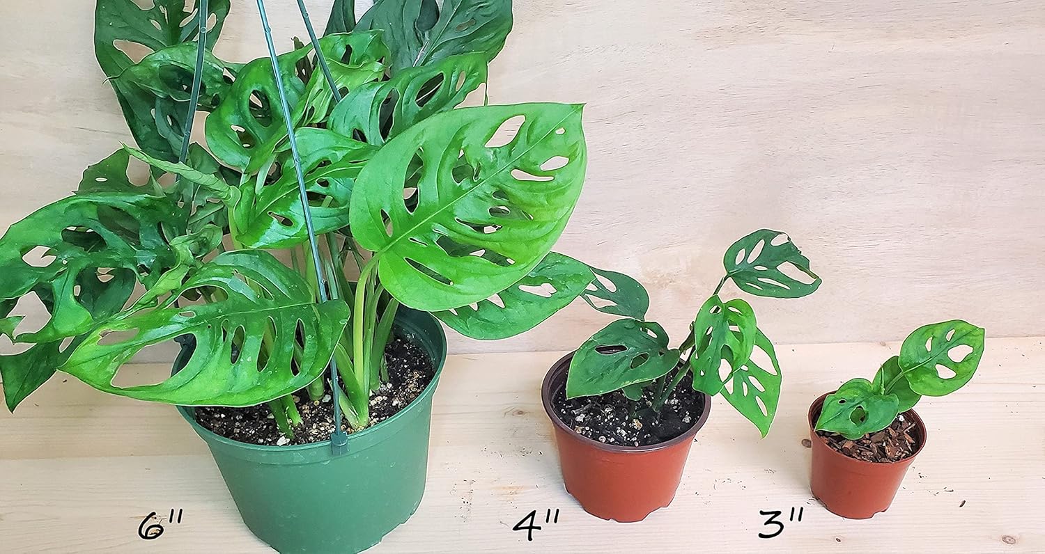 Monstera adansonii,philodendron Swiss Cheese, philodendron