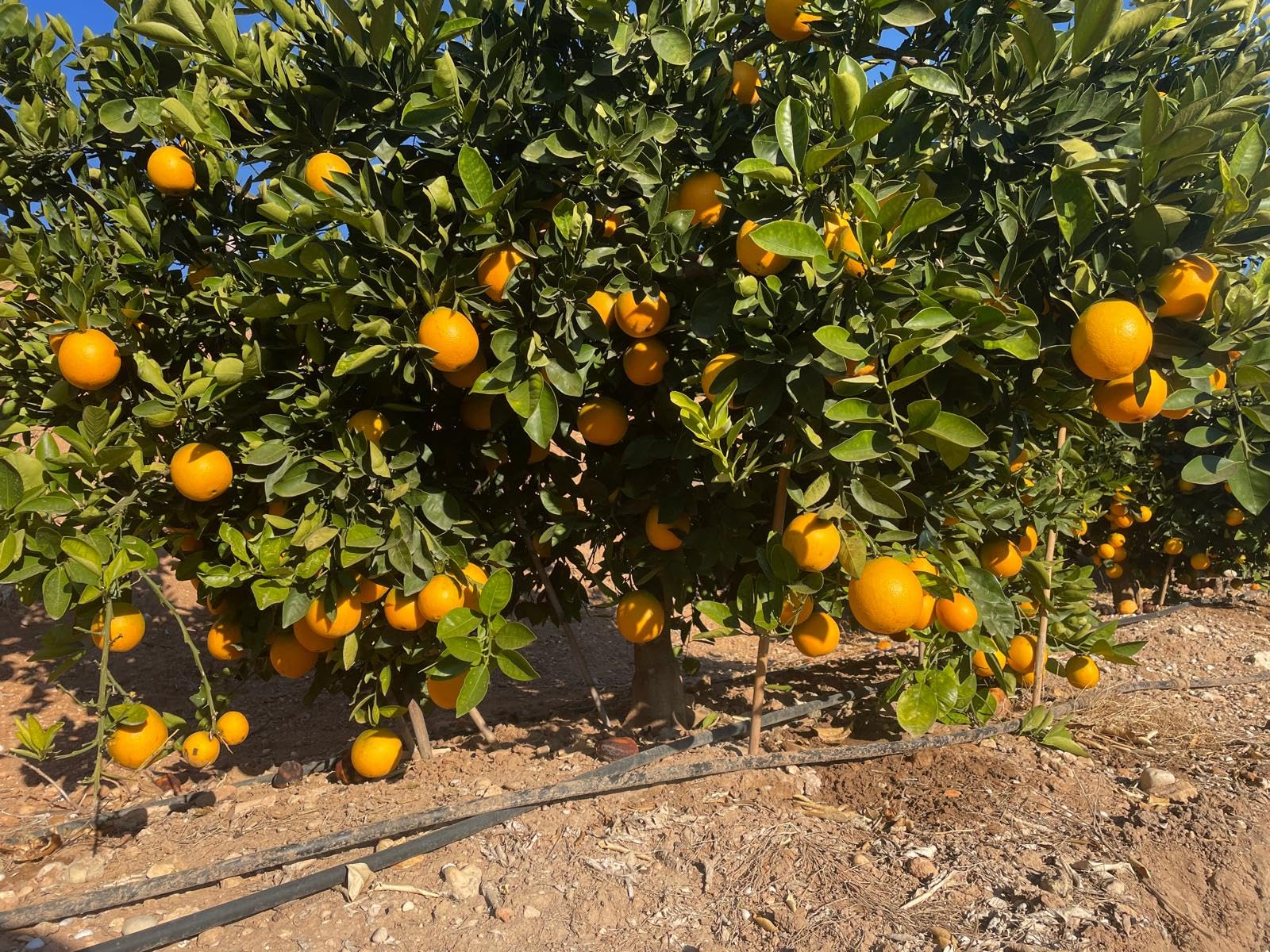 Naranjas y Mandarinas Frescas Directas del Árbol | Sin Tratamientos Postcosecha | Packs 4,5,9, 4, 28 y 42 kg | Envío 24/48h | Fruta Natural Valenciana (Caja Naranjas 9 Kg)