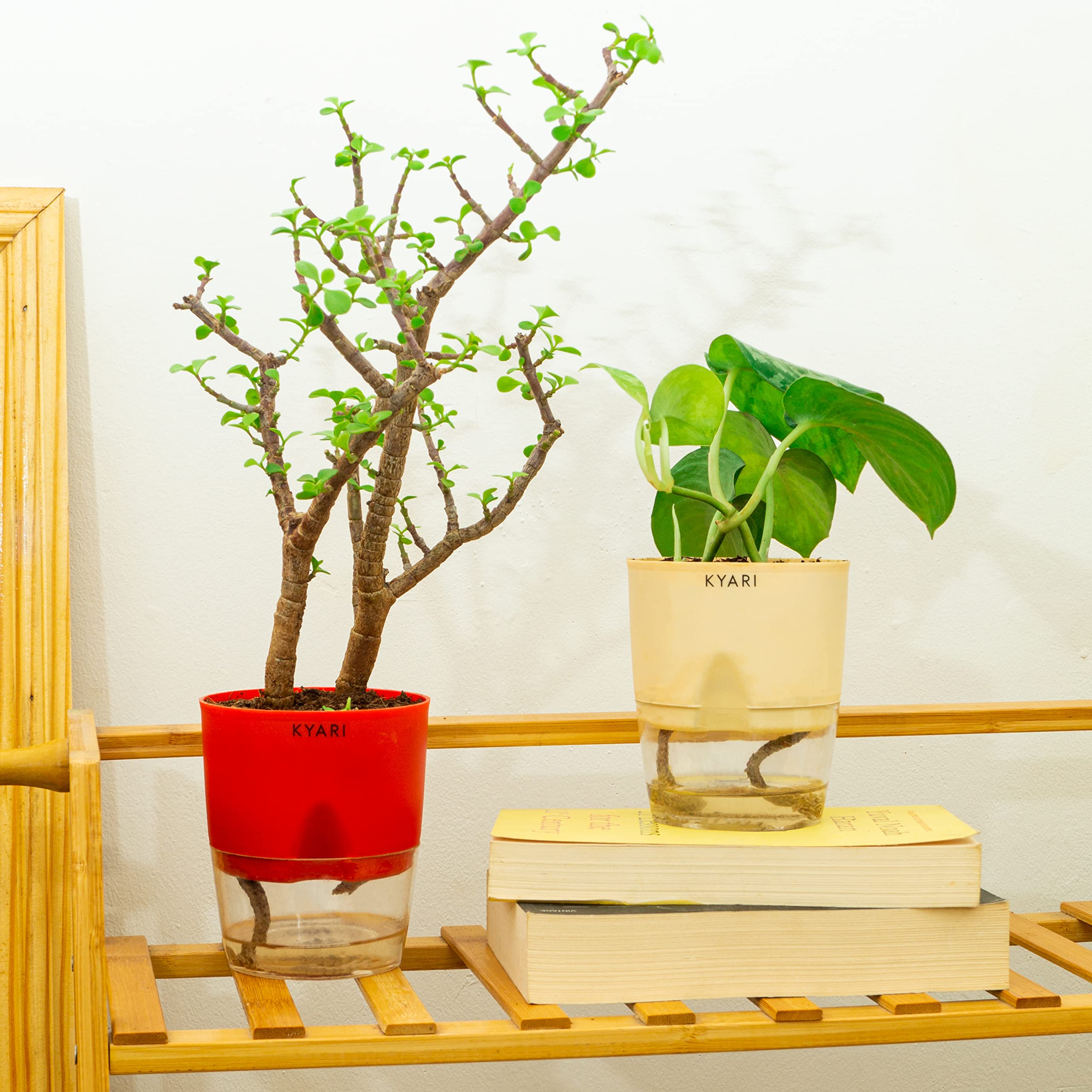 KYARI Combo of Good Luck Jade, Satin Money Pothos Live Indoor Plant with Mix Self-Watering Pot, Best for Living Room, Kitchen, Bedroom, & Office Table (Set of 2) (B0BJ9BG9G6) Amazon Price History, Amazon Price Tracker