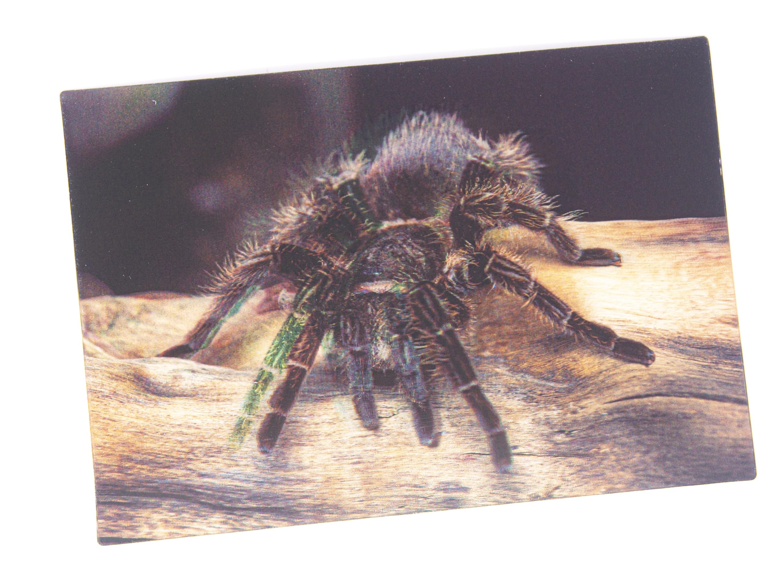 3D Postcard Tarantula Postcard Wobble Card Hologram Card Animal Spider Spiders