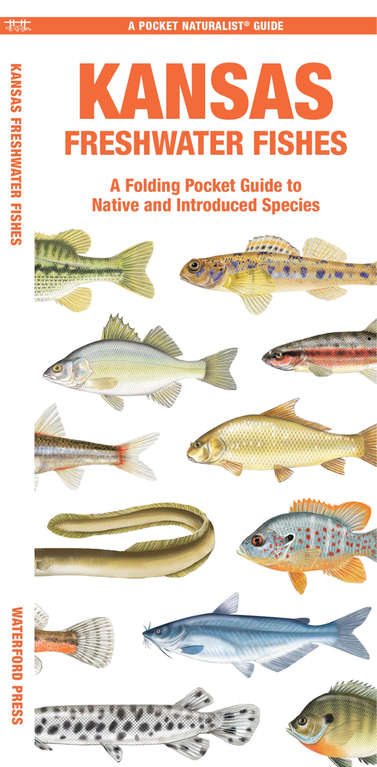 Kansas Freshwater Fishes: A Folding Pocket Guide to Native and Introduced Species (Nature Observation North America)
