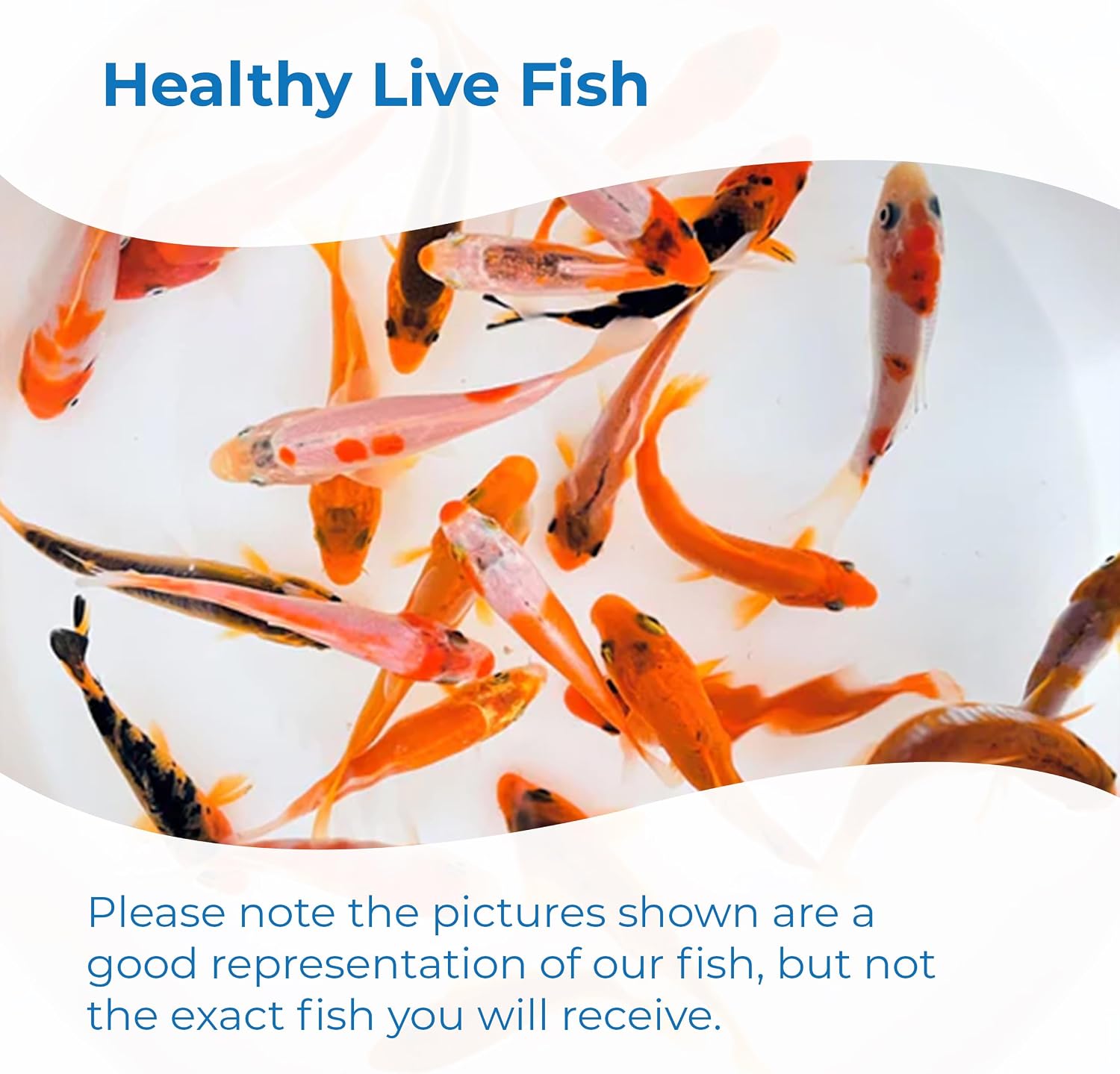 Toledo Goldfish Live Orangesicle Colored Standard Fin Koi, Beautiful Live Fish Perfect for Ponds, Tanks, and Aquariums 6 to 8 Inches, 10 Count