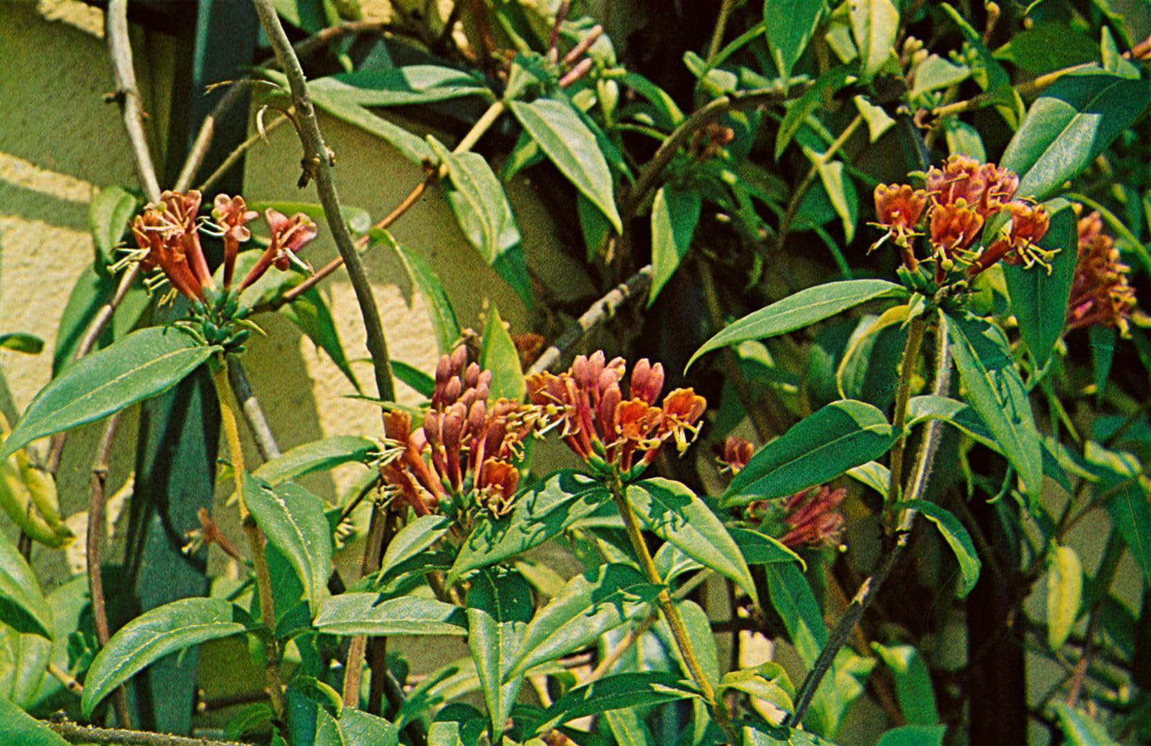 Lonicera henryi 4060 cm  Winterhart, Immergrn, Pflegeleicht  Geiblatt   Kletterpflanze fr Pergola & Rankhilfe : Amazon.de: Garten
