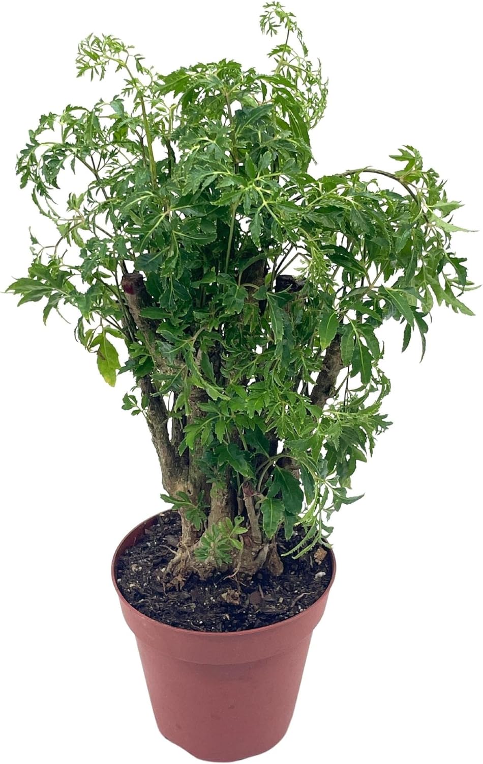 Aralia Ming Stump Plant, Polyscias fruticosa, 4 inch Pot