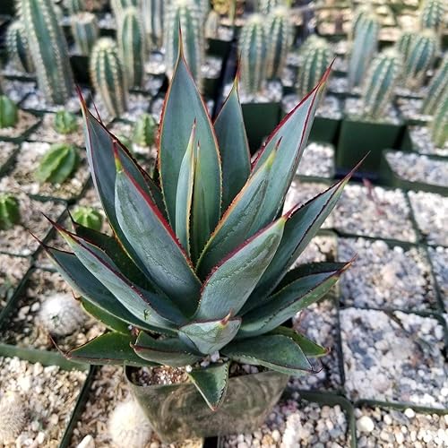 Miniatura 4 de Agave Blue Glow Cactus Cactus Suculenta Planta Real Viva