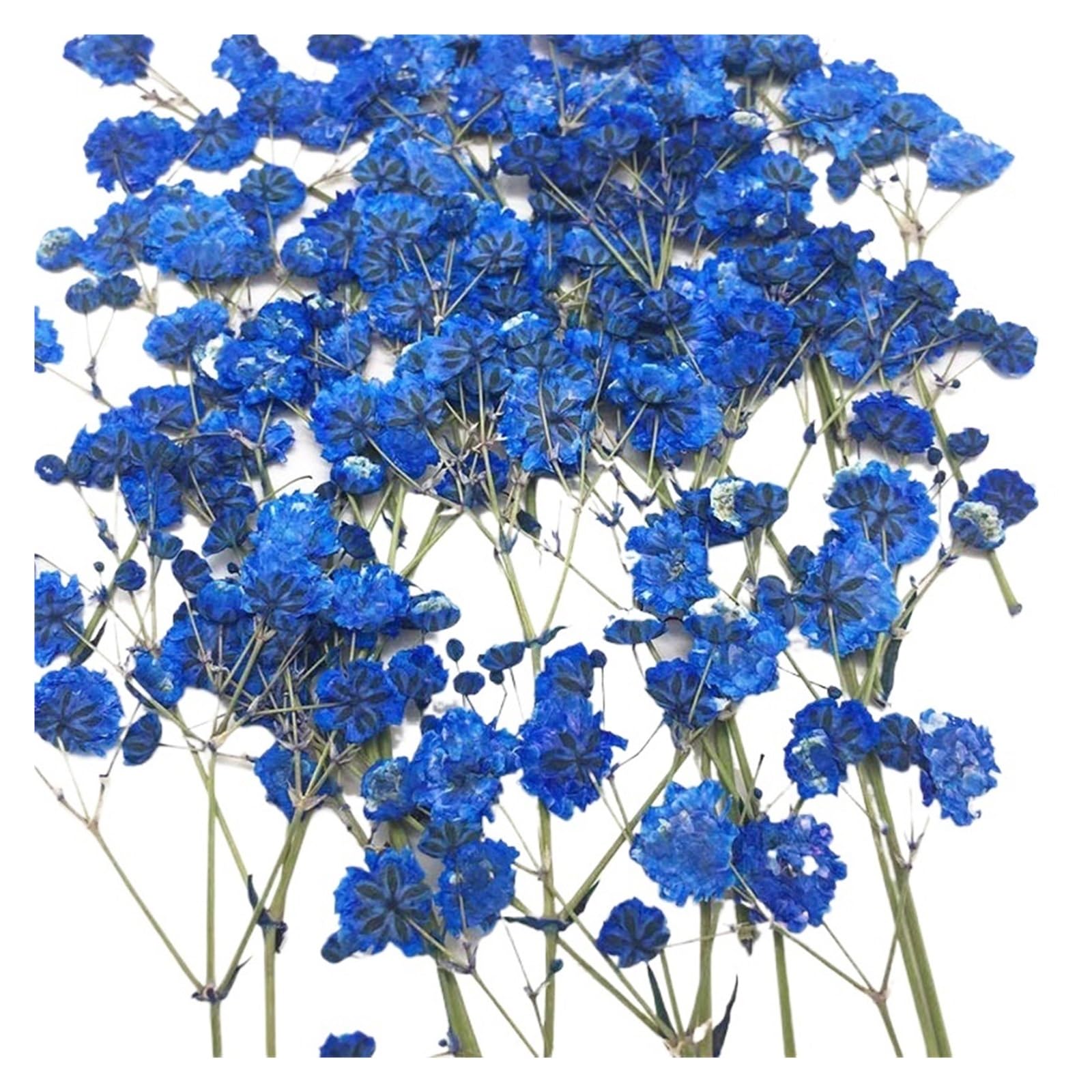 WJIAYAO dried gypsophila flowers 100 Pieces of Baby's Breath Plant Specimens DIY Handmade Bookmark Pressed Flower Material Kit Dried(Color5)