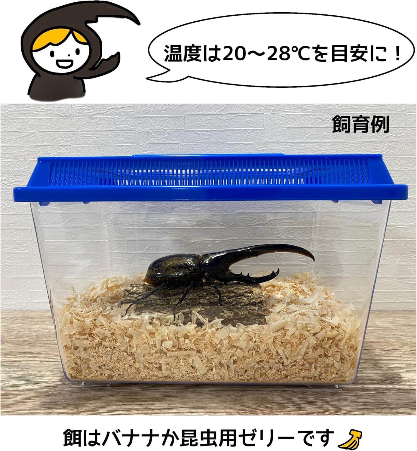 Amazon | 【アートオブヘラクレス】へラクレスオオカブト 成虫 オス