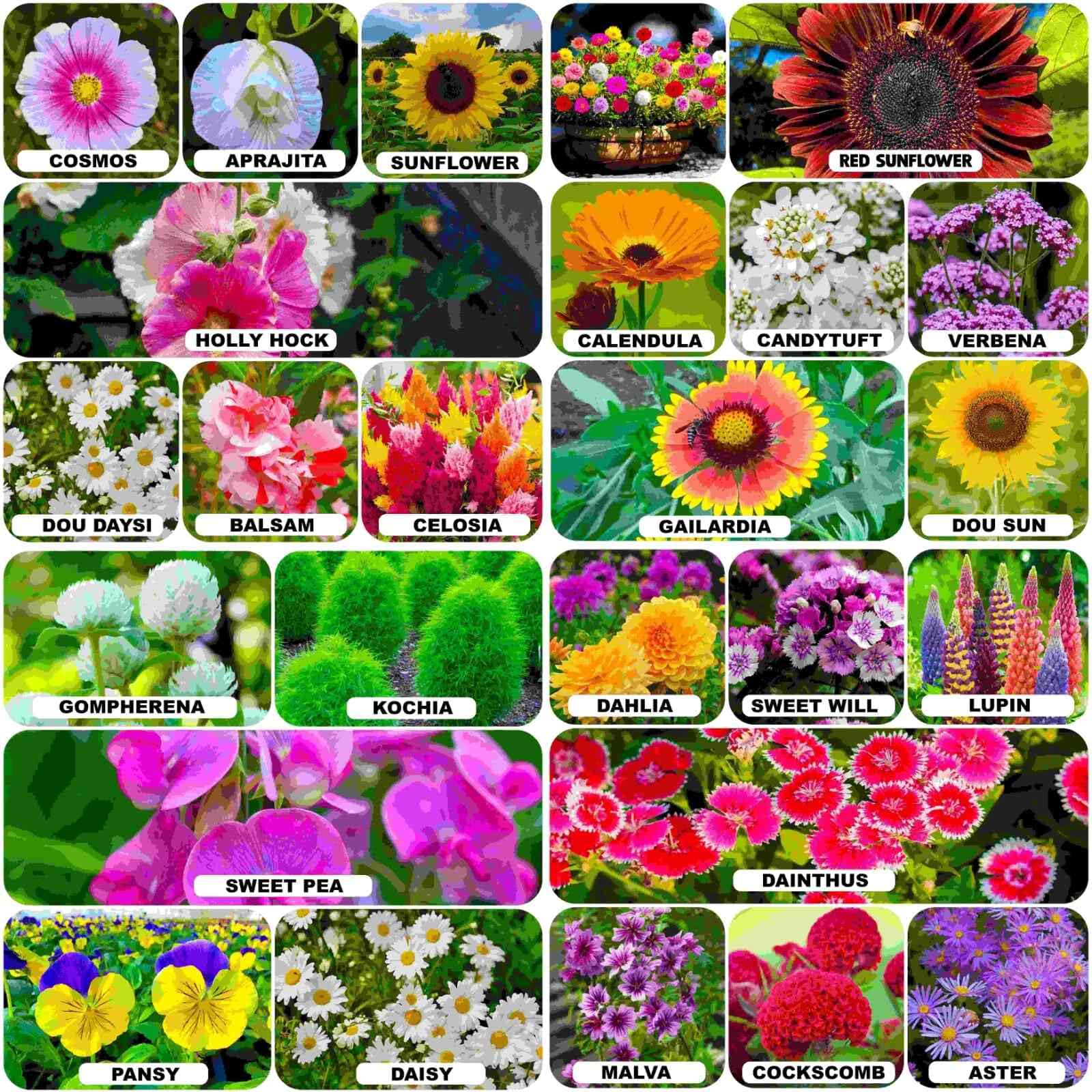 See full amazon price history chart for 25 Variety Rainy Season Flower Seeds High Germination (500+ Seeds) 25 Variety Rainy Season Flower Seeds High Germination (500+ Seeds) (B0D2B4W5WH) Amazon Price History, Amazon Price Tracker