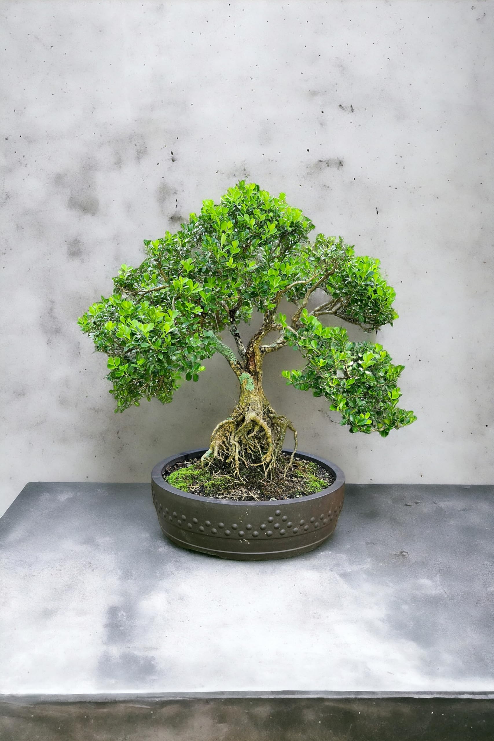 Ficus bonsai plant,Japanese boxwood bonsai plant 5 Years old (Pack of 2 With pot)-image-25