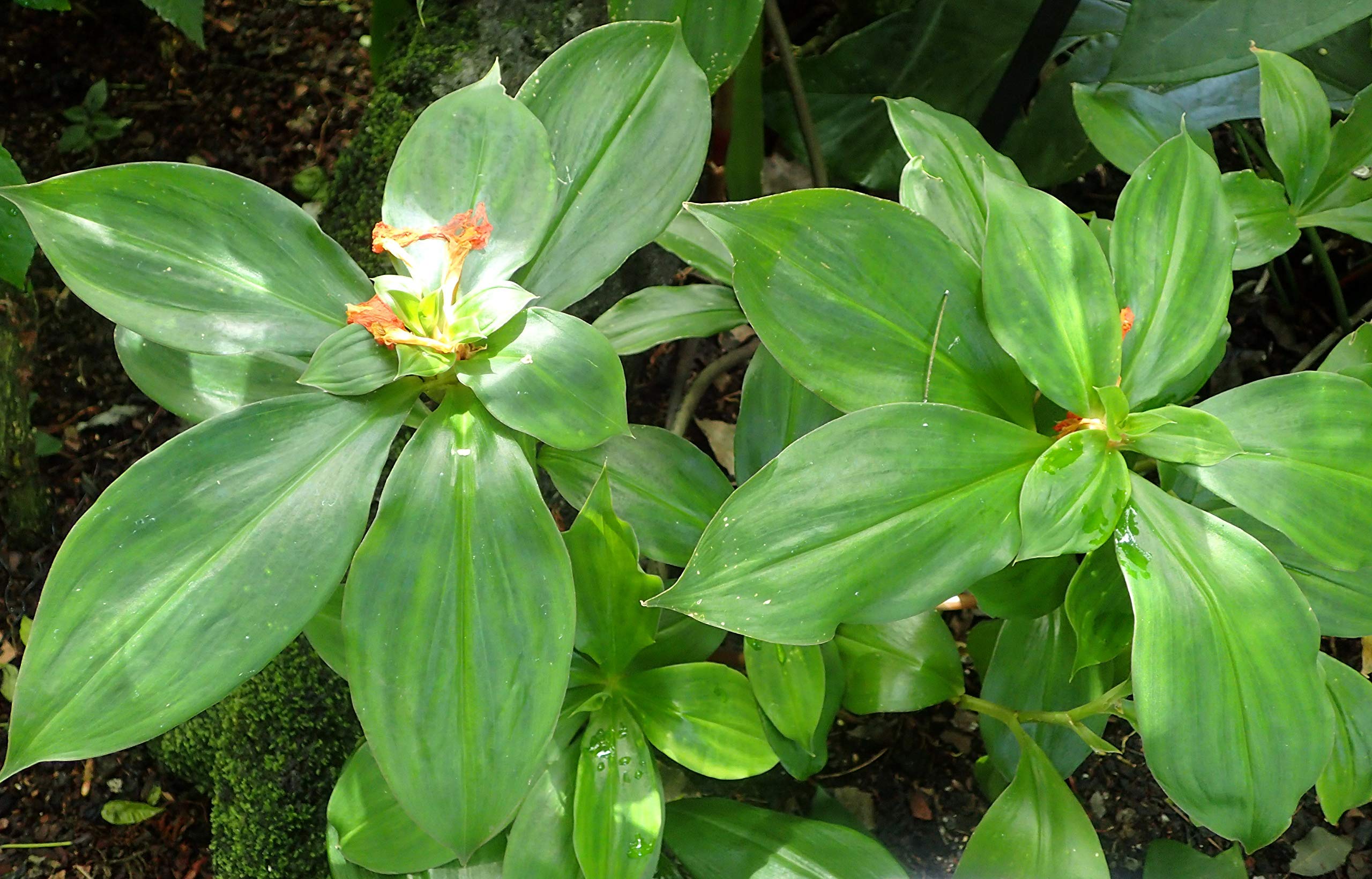 Creative Farmer Garden Rare Insulin Plant Costus Igneus Chamaecostus Cuspidatus Medicinal Live Plant (B086QC42K4) Amazon Price History, Amazon Price Tracker