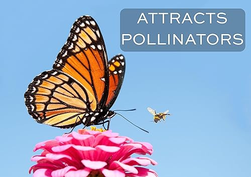 Miniatura 7 de 250 semillas de zinnia de California Giants para plantar, semillas de flores de primera calidad cultivadas en Estados Unidos sin OMG cultivadas en