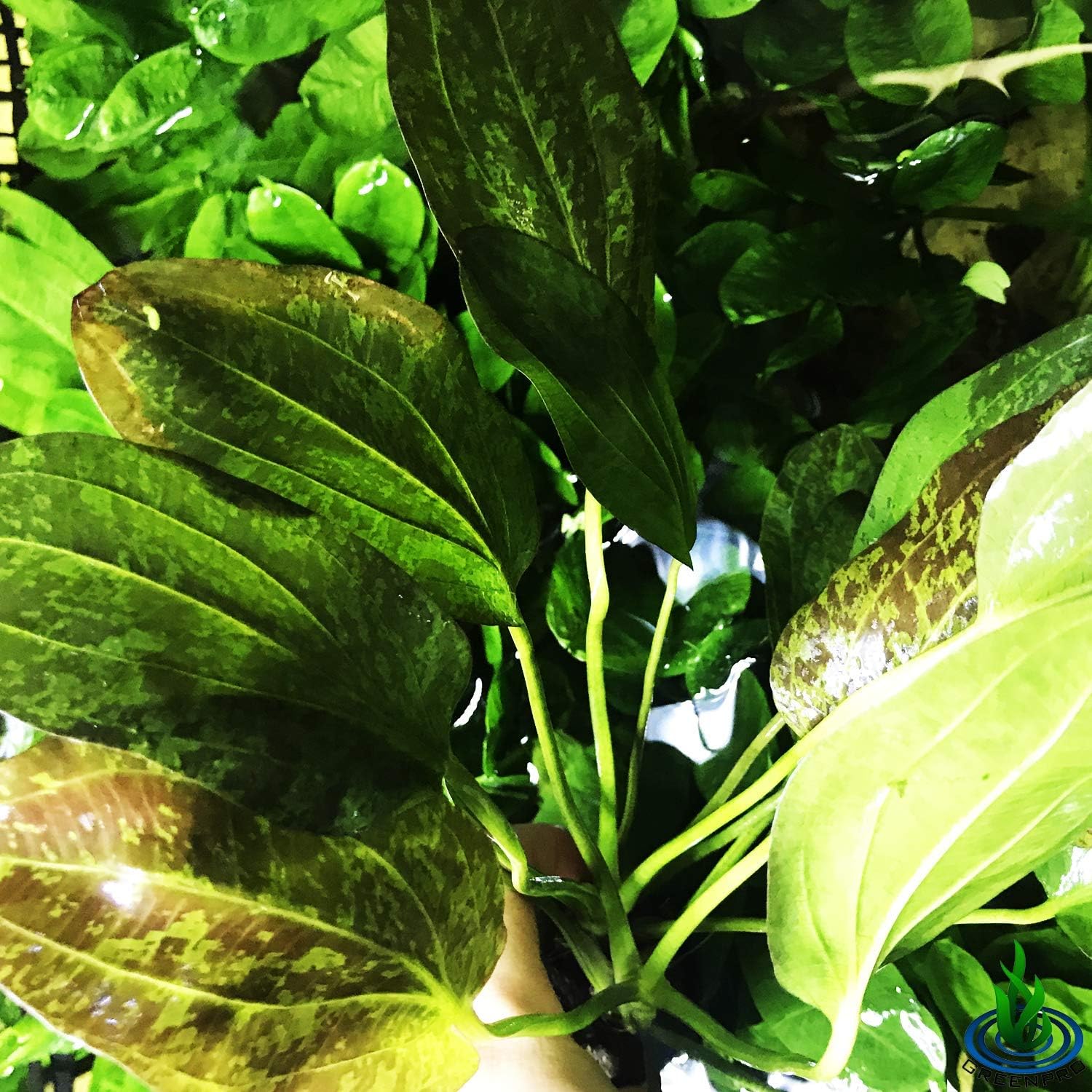 Greenpro Red Flame Amazon Sword Echinodorus Potted Tall Background Tropical Freshwater Live Aquarium Plants Decoration Fish Tank