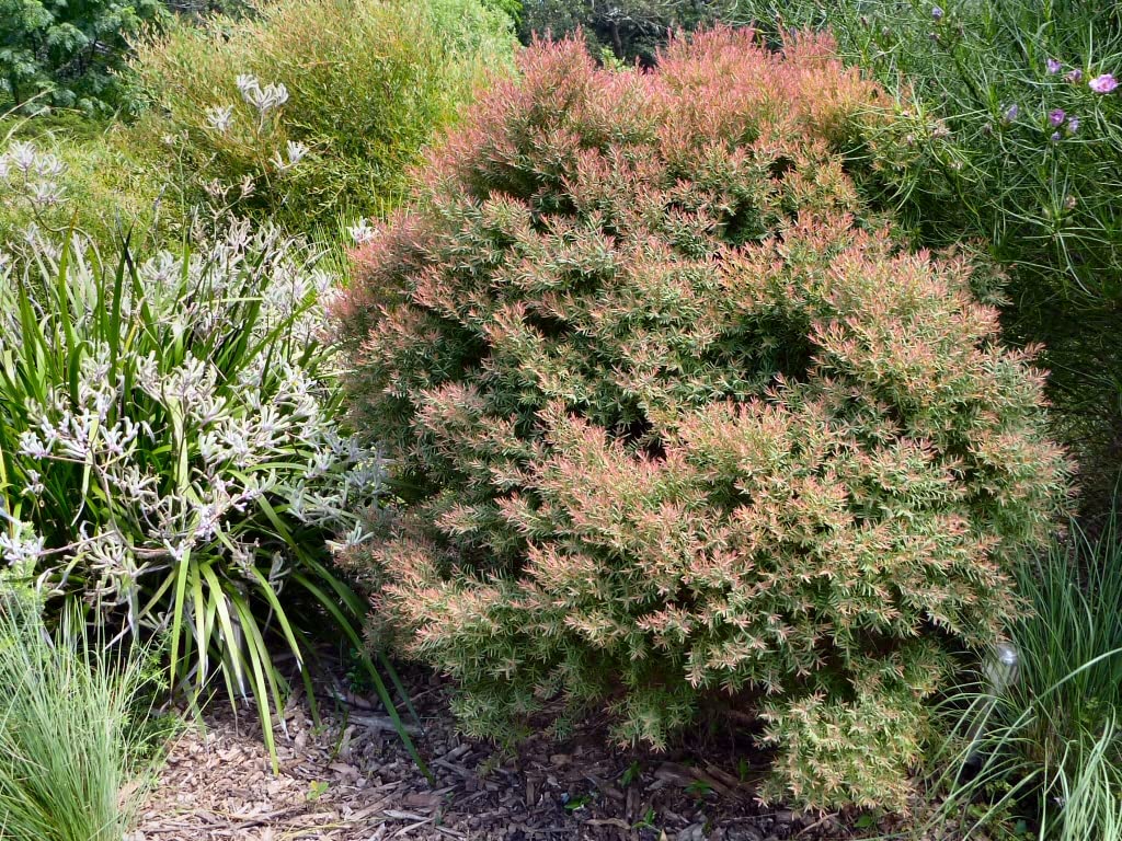 See full amazon price history chart for Green Paradise Melaleuca Linariifolia red Honey Myrtle Live Plant Australian Red Leaf Plant (1 Plant With Polybag) Green Paradise Melaleuca Linariifolia red Honey Myrtle Live Plant Australian Red Leaf Plant (1 Plant With Polybag) (B09S7KVZN7) Amazon Price History, Amazon Price Tracker