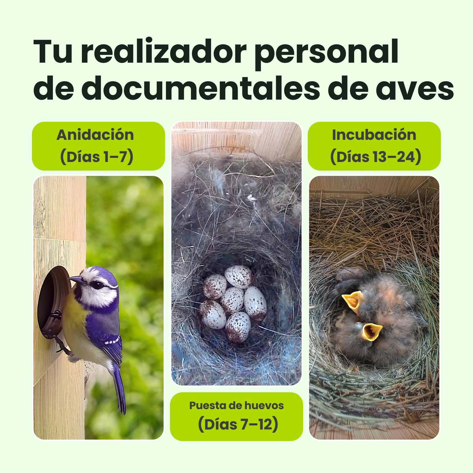 Birdfy Smart Casa para Pájaros con Doble Cámara 1080P, Nido de Bambú con Cámara y Visión Nocturna, Observación en Vivo, IA Análisis de Comportamiento, Notificaciones, Grabaciones Automáticas
