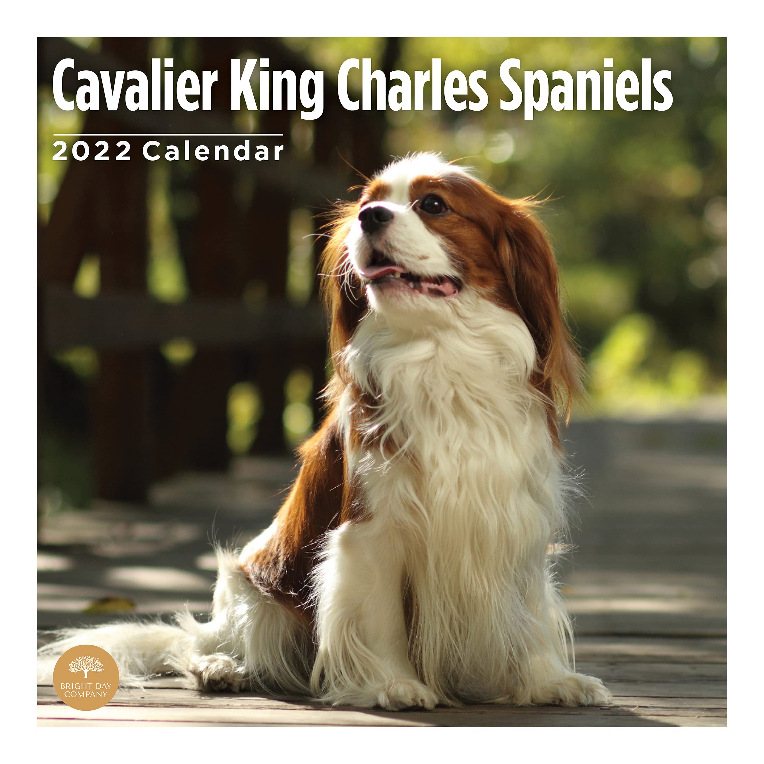 Buy 2022 Cavalier King Charles Spaniels Wall Calendar by Bright Day, 12