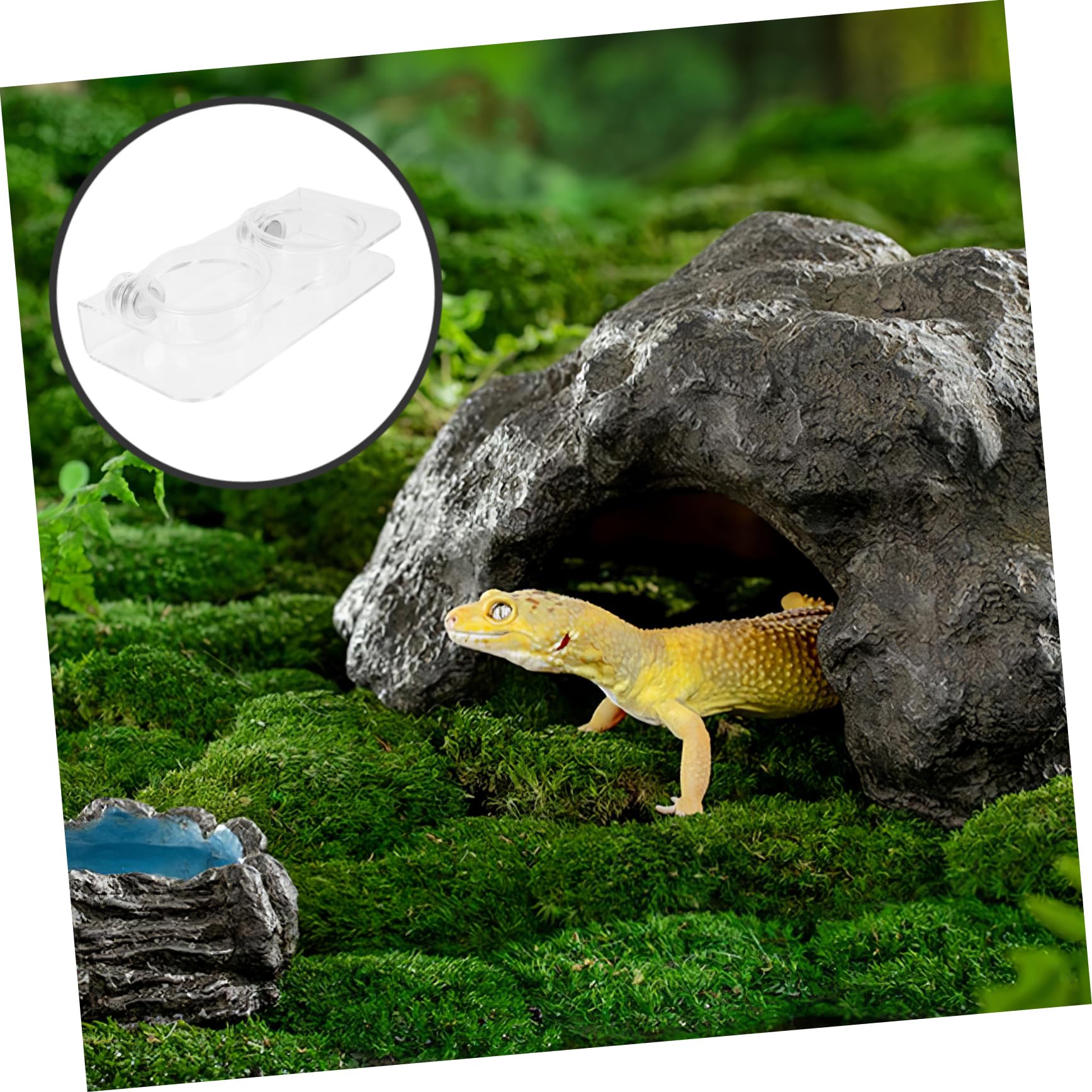 POPETPOP 5 Juegos Comedero para Reptiles Accesorios para Terrarios Gecko Tazones De Comida De Gecko Alimentador De Gecos Cuencos De Agua para Reptiles Cuenca De Agua De Reptil El Plastico